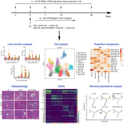 Immunologic barriers in liver transplantation: a single-cell analysis of the role of mesenchymal stem cells